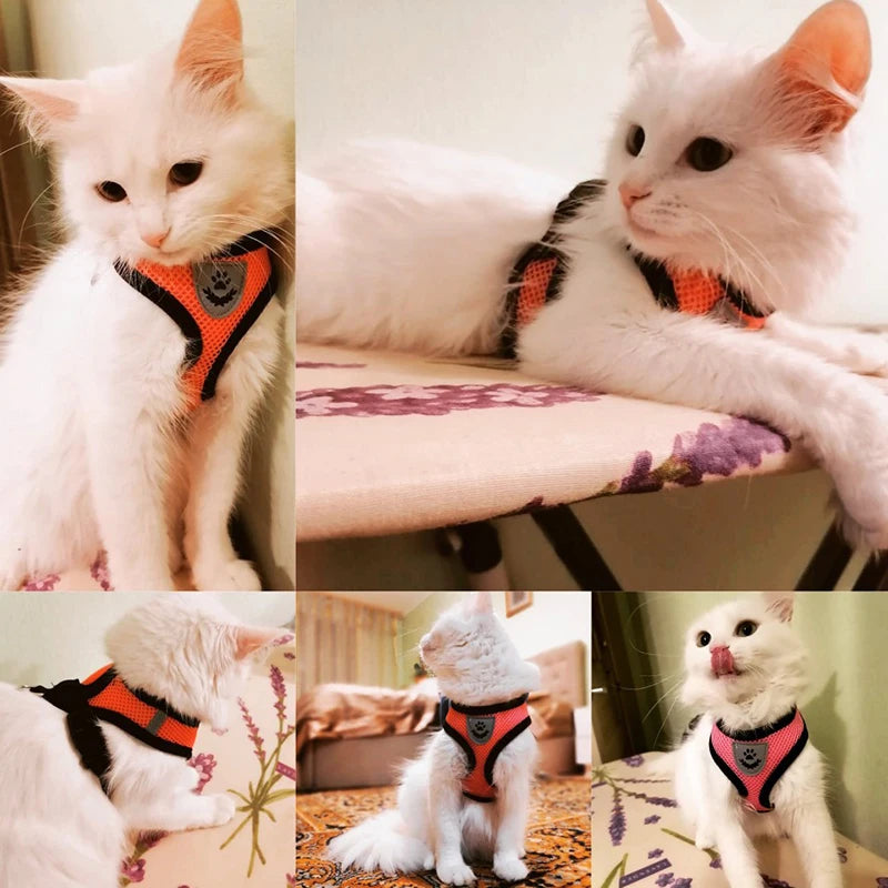 Ensemble de laisse harnais pour chat et petits chiens, gilet réglable pour chiot, Chihuahua, carlin.
