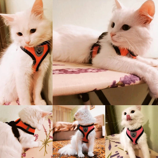 Ensemble de laisse harnais pour chat et petits chiens, gilet réglable pour chiot, Chihuahua, carlin.